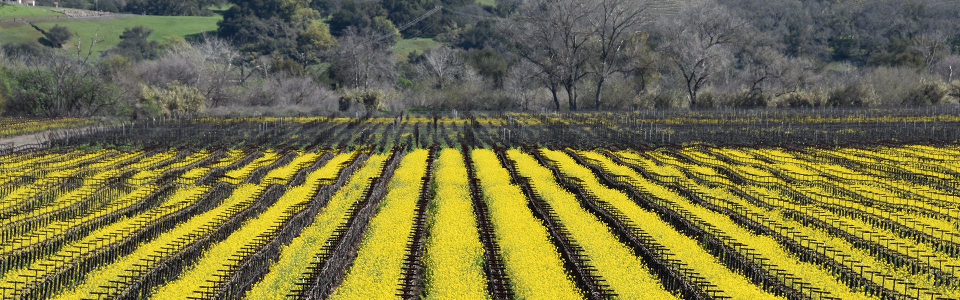 Vineyards