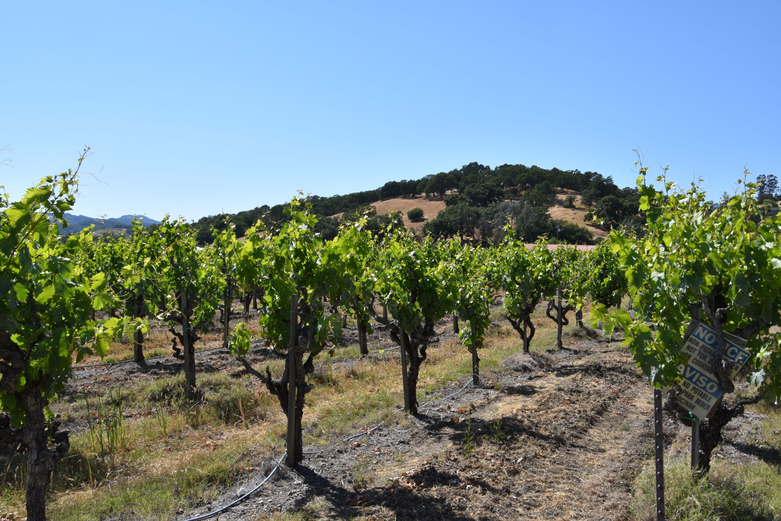 Geyserville Vineyards and Geyser Peak